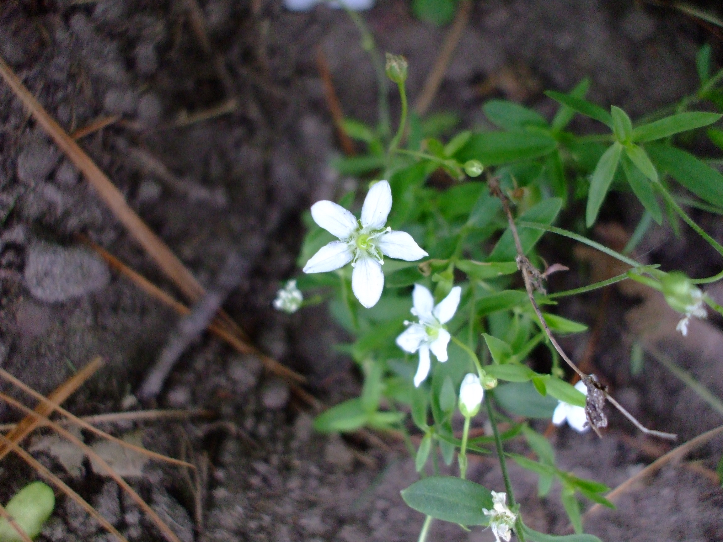 Moehringia lateriflora